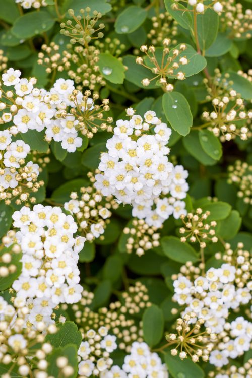 Free Beautiful white Spiraea flowers with lush green foliage in a vibrant spring setting. Stock Photo