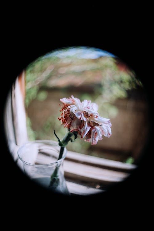 Imagine de stoc gratuită din floare, floră, fotografiere verticală