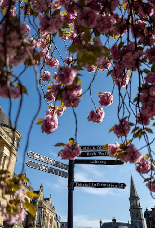 Sign in City under Blossoms 