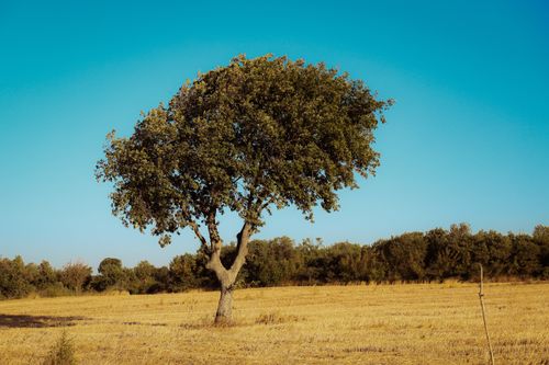 Free A solitary tree stands amidst a golden field under a clear blue sky. Stock Photo