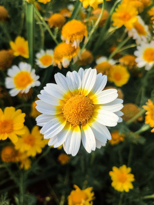 Free Beautiful close-up of a crown daisy (Glebionis coronaria) in Islamabad garden. Stock Photo