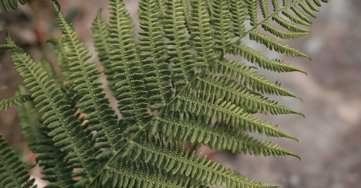 How to prune asparagus fern