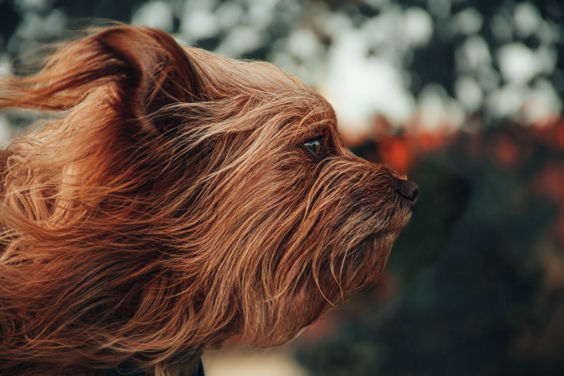 Yorkshire Terrier outdoors with longer flowing coat viewed from the side
