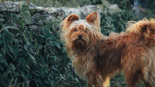 Fotobanka s bezplatnými fotkami na tému jorkšírsky teriér, pes, psovitá šelma