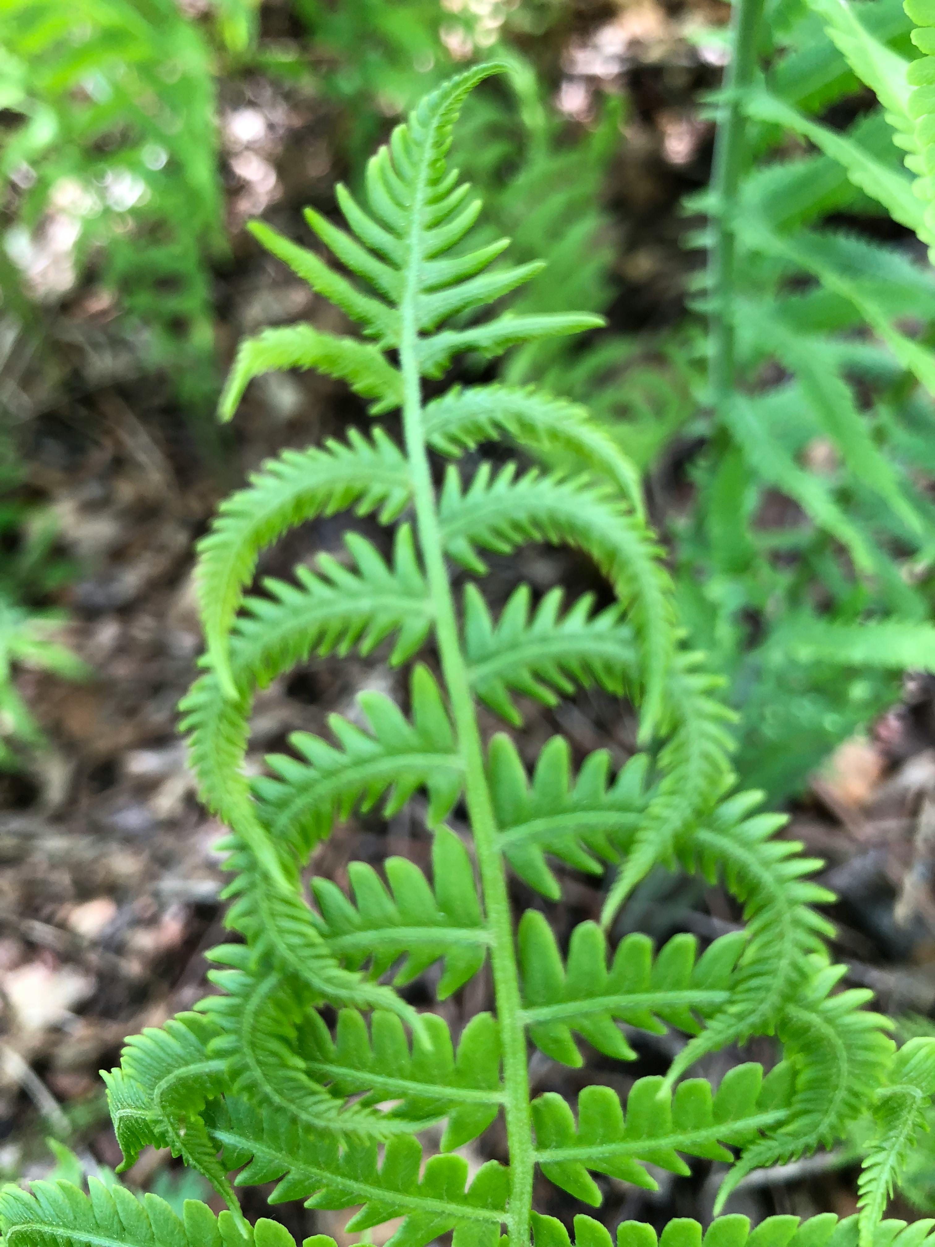Free stock photo of fern leaves, green fern, Unfurled