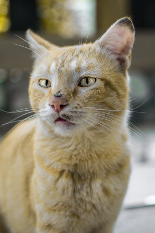 Close Up Photo of a Cat