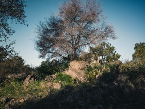 A  Bare Tree on Brown Rock Formation Under Blue Sky