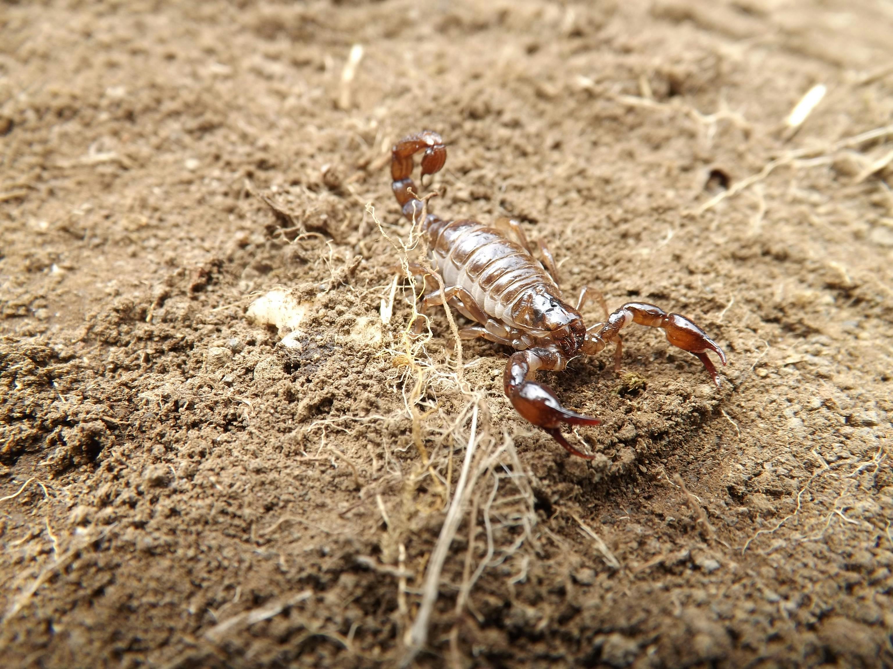 Free stock photo of arthropod, insect, scorpion