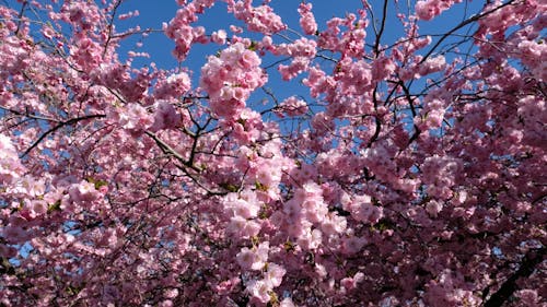 Foto d'estoc gratuïta de flor, flora, Flors de cirerer