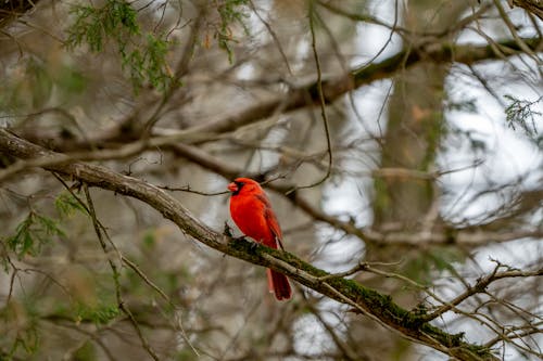 Northern Cardinal Bird Perched on the Stem of a Tree