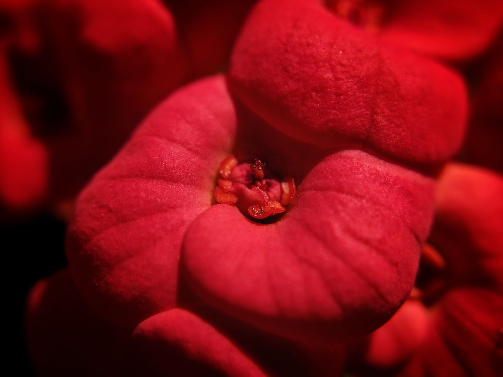 Vibrant red euphorbia milii flower in bloom, captured in a macro close-up. Perfect for nature photography enthusiasts.