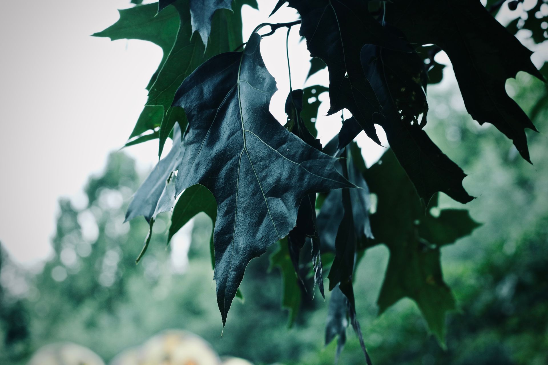 A close-up image capturing dark green oak leaves hanging outdoors, emphasizing texture and detail.
