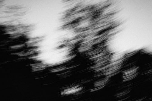 Free Dynamic abstract silhouette of blurred trees in black and white for artistic expression. Stock Photo