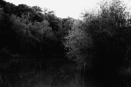Free Monochrome view of forest trees and their reflection in calm water. Stock Photo