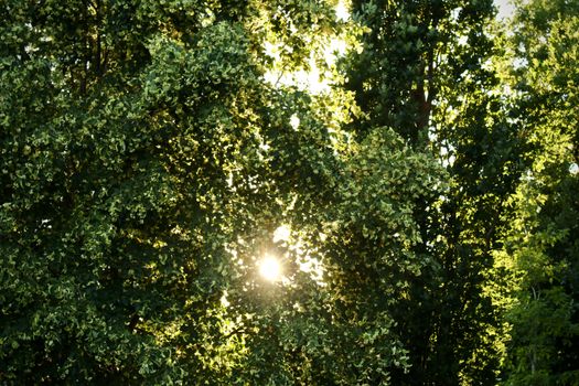 Vibrant green leaves with sunlight creating a serene summer ambiance.