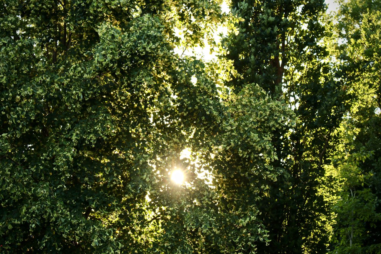 vibrant green leaves with sunlight creating a serene summer ambiance