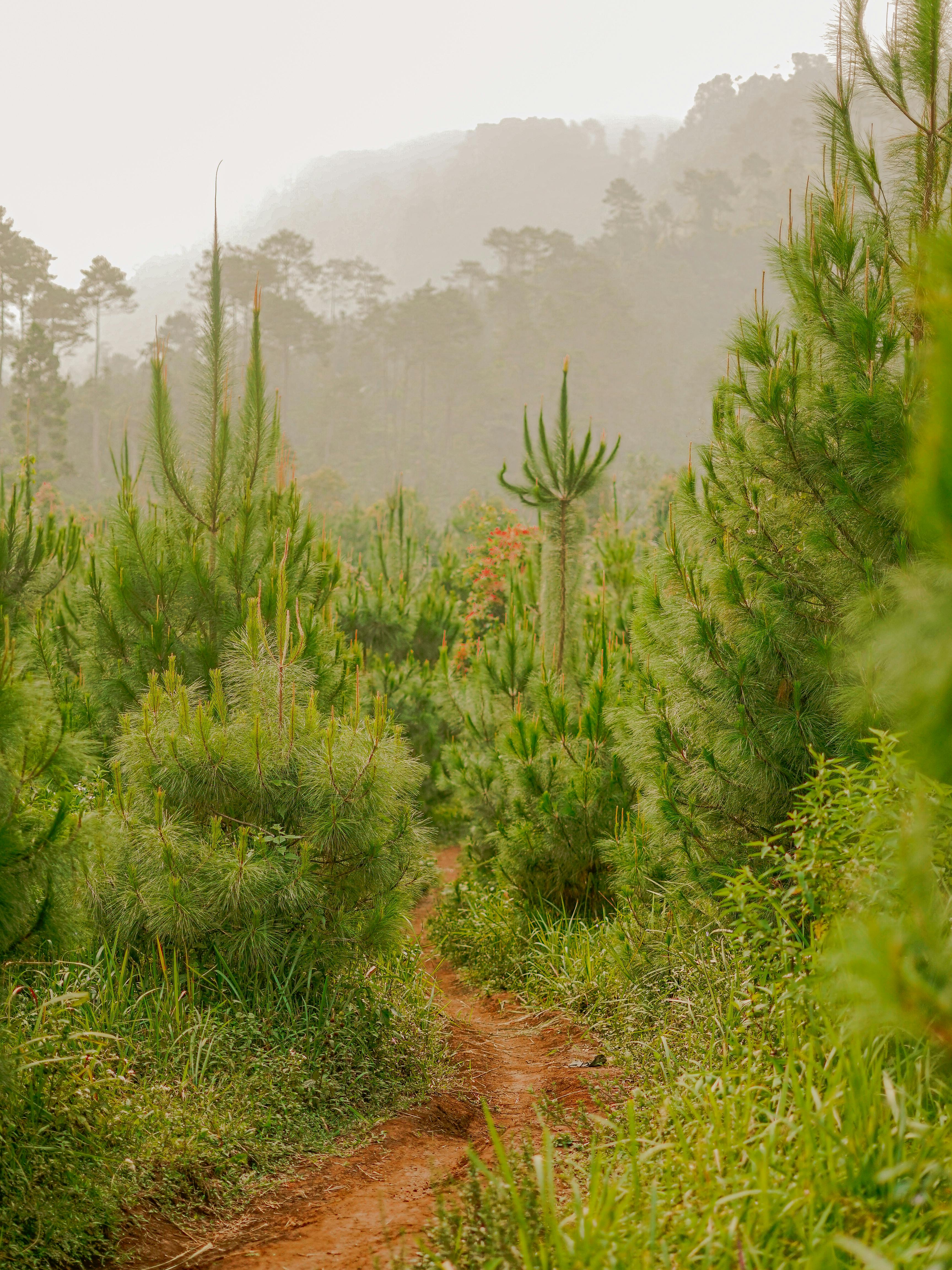 Explore a misty, lush green forest path in Purwokerto, Central Java, Indonesia.