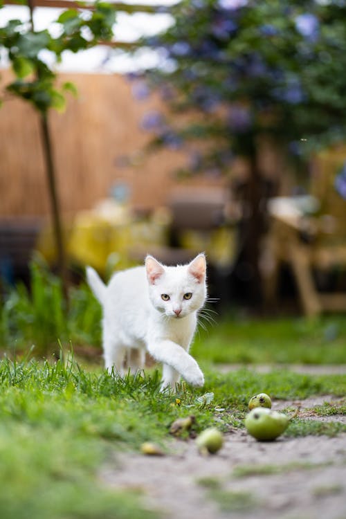 Cute White Cat Running on a Yard