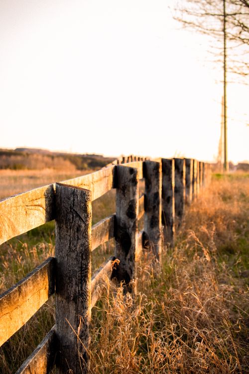 Free A scenic view of a wooden fence leading into the countryside at sunset. Stock Photo