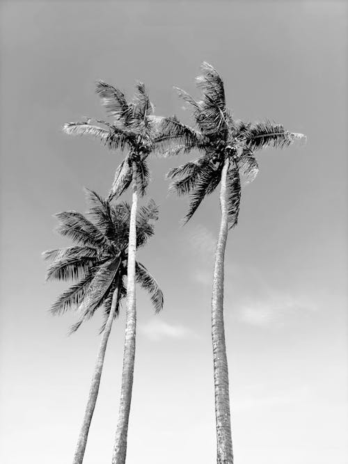 Coconut Trees Under Clear Sky