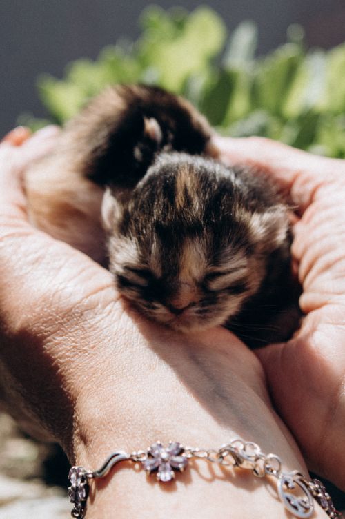 Free Close-up of a tiny sleeping kitten gently held in human hands outdoors. Stock Photo