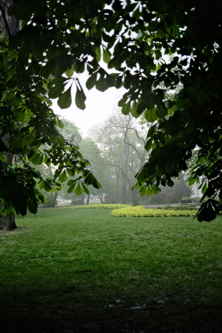 Trees And Lawn In Park