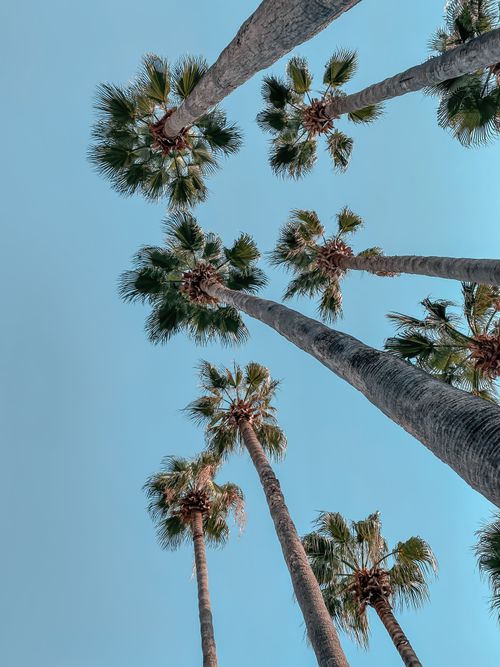 Free Low angle view of tall palm trees under a bright blue sky, capturing a quintessential Californian scene. Stock Photo