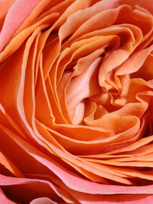 close up of red rose petals, Stock image