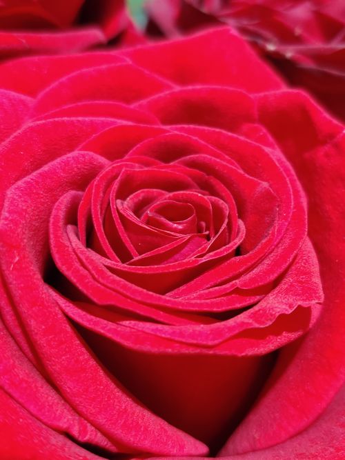 Free Captivating close-up shot of a vibrant red rose showcasing its intricate petals. Stock Photo