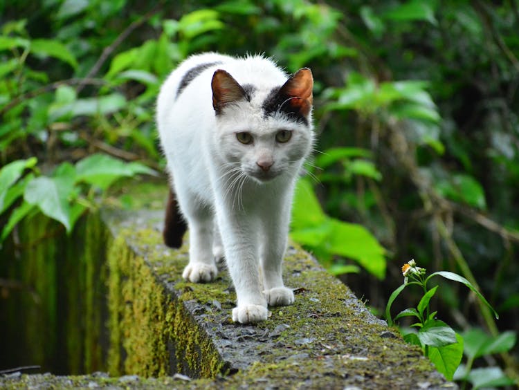 Cat On Wall