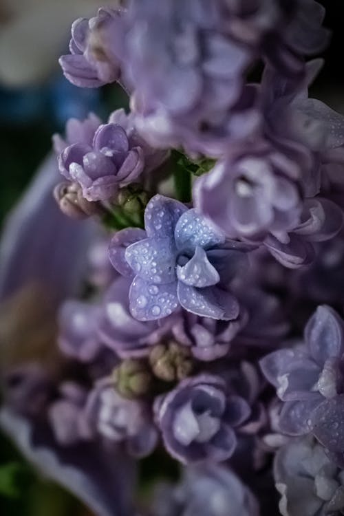 Foto profissional grátis de flores da primavera, fundo lilás