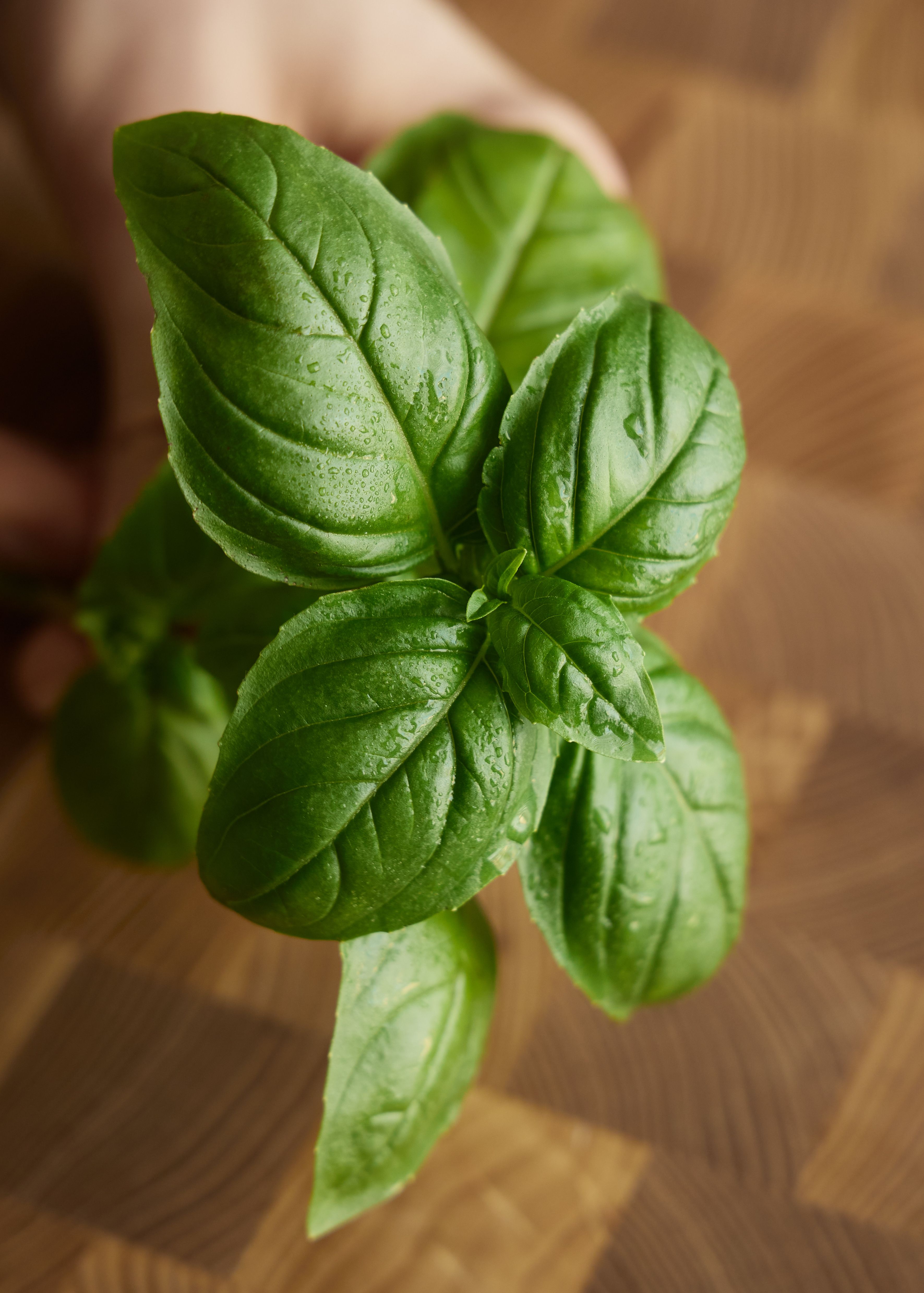 Close-up of fresh green basil leaves with water drops, perfect for culinary or herbal themes.