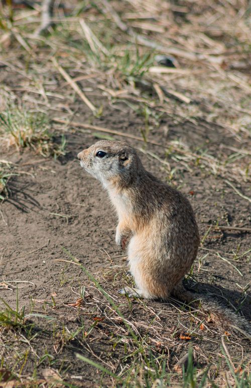 Free Adorable ground squirrel sitting upright on sandy terrain in a natural setting. Stock Photo