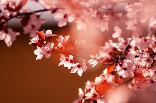 Close up of Blossom