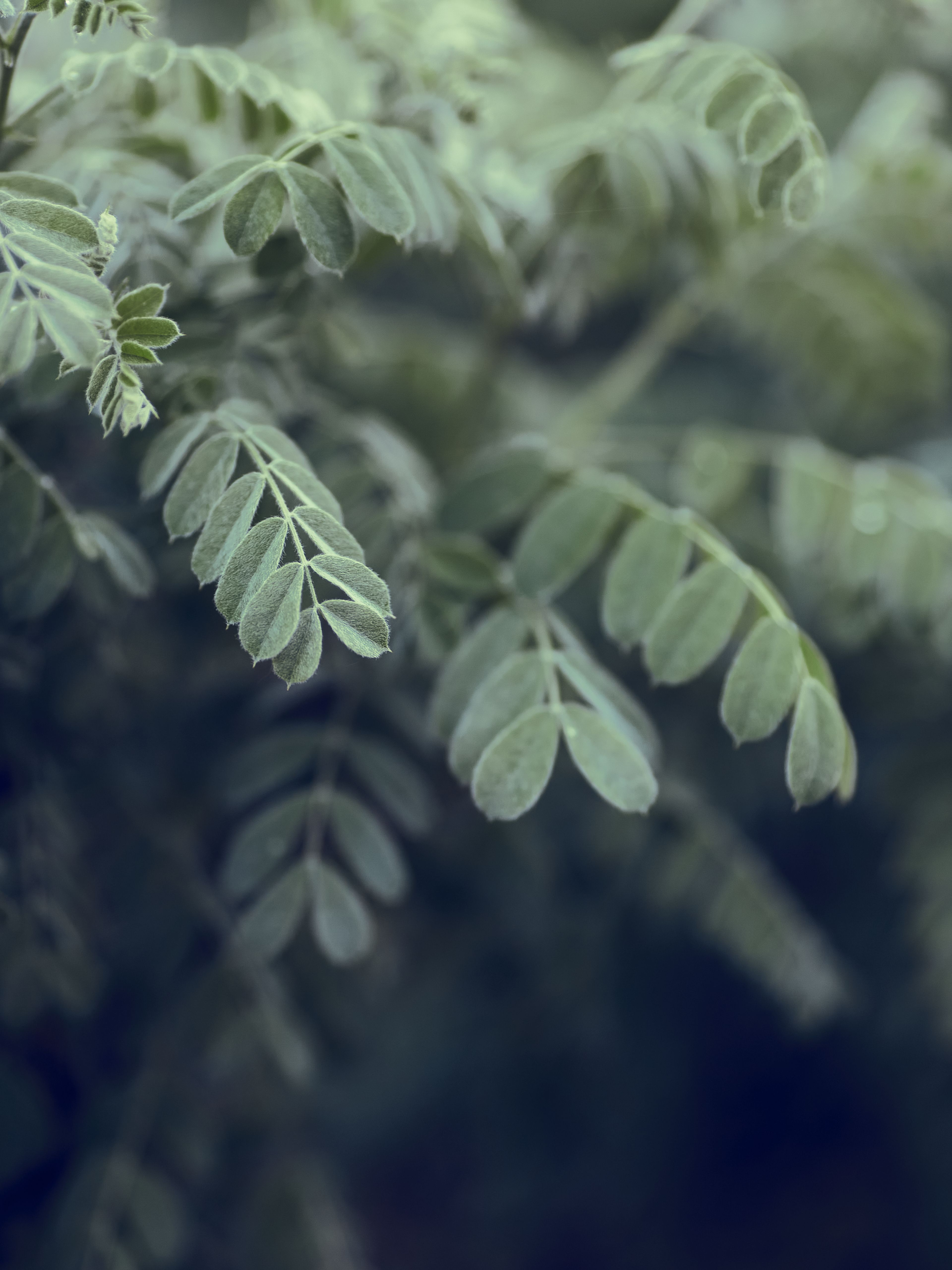 Green Leaf Plant in Close Up Photography · Free Stock Photo