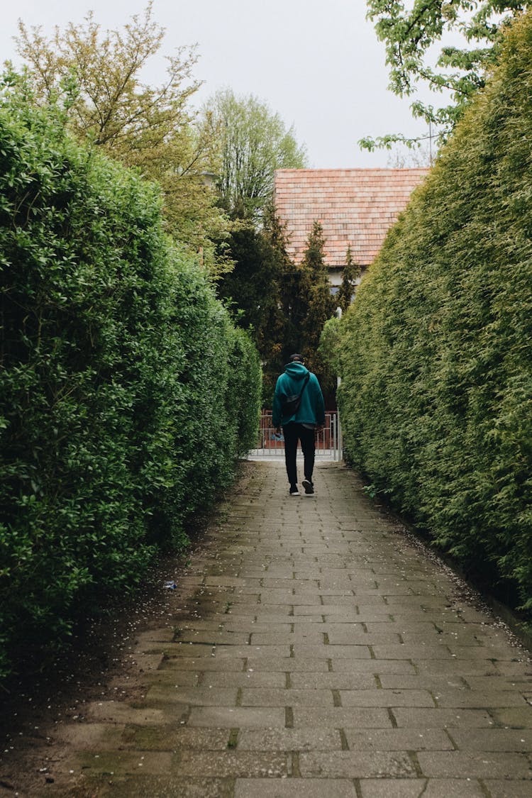 Man Walking On Sidewalk Between Hedge 