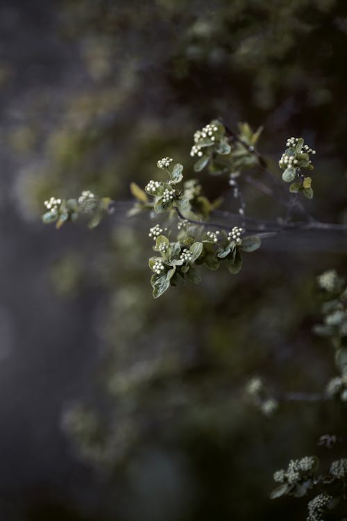 Buds and Leaves on Twigs