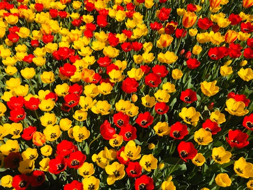 Immagine gratuita di abbondanza, colorato, fiori