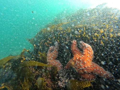 Foto profissional grátis de animal aquático, criatura do mar, embaixo da água