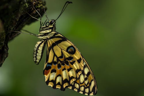 Colorful Butterfly in Close-up View