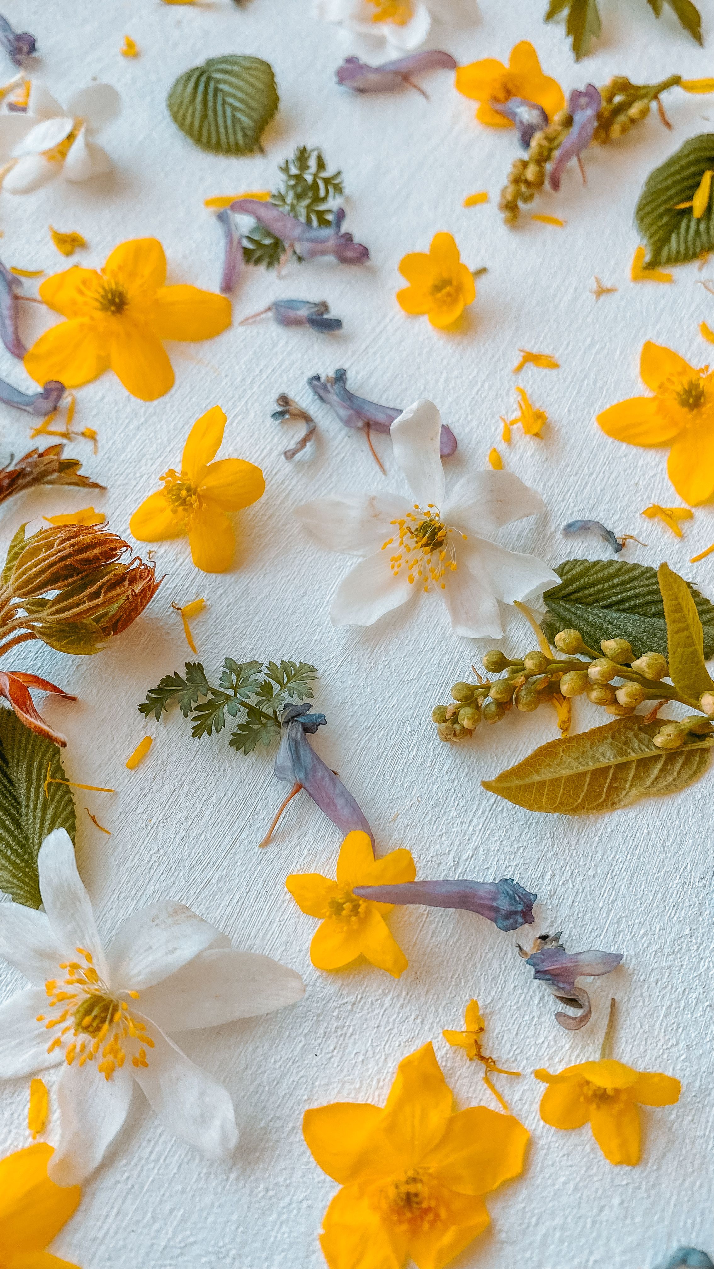Yellow and White Flowers With Green Leaves on a White Surface · Free ...