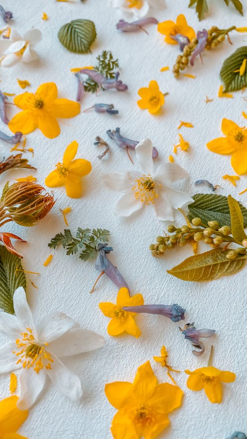 Безкоштовне стокове фото на тему «білі квіти, білої поверхні, вертикальні постріл»