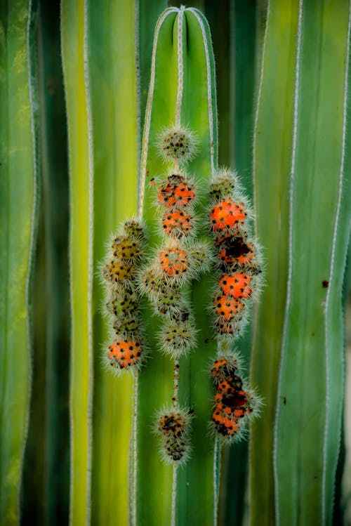 Darmowe zdjęcie z galerii z ciernie, kaktus, liście