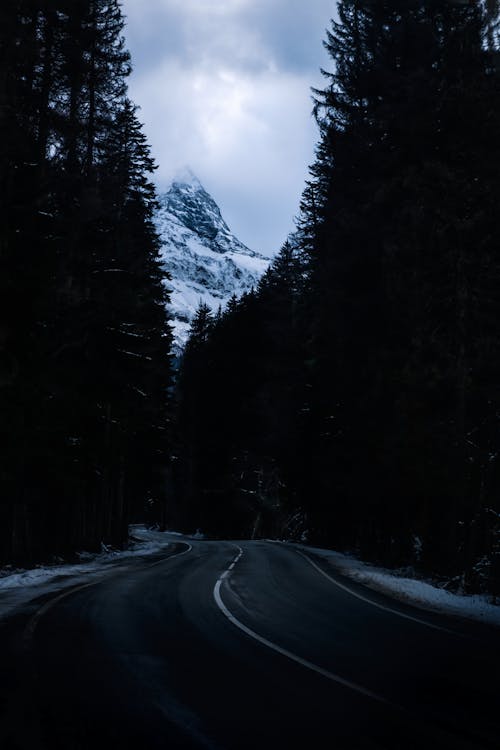 Empty Road between Trees