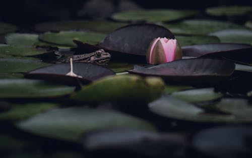 Бесплатное стоковое фото с frog, Nature, вода