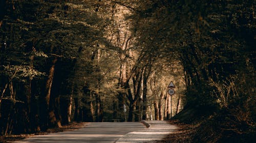 Free stock photo of autumn mood forest, background road, brick road