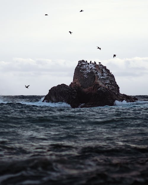 Birds Flying over the Sea