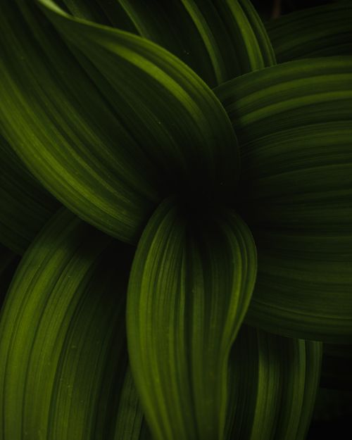 Free Close-up of lush green foliage showcasing intricate patterns. Ideal for nature backgrounds. Stock Photo