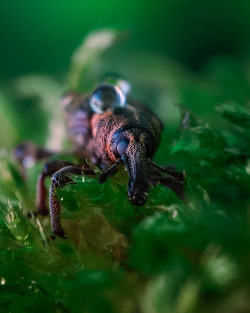 Close Up of Beetle on Leaf
