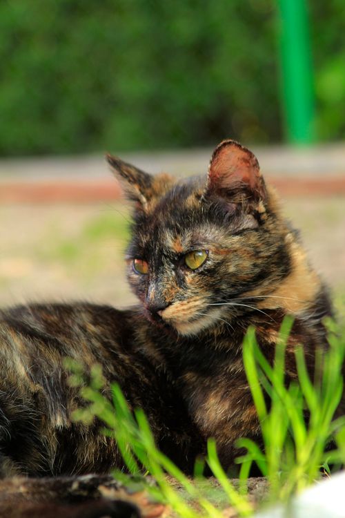Free Close-up of a cute tortoiseshell cat lying outdoors in the sunlight. Stock Photo